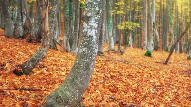 foresta in autunno