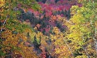 Ecco a voi il foliage