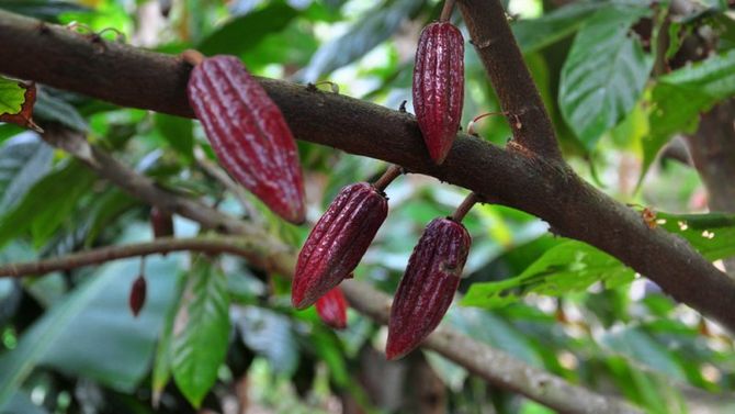 Piantagione di cacao