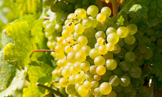 Settembre: 5 ricette a base di uva
