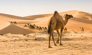 Oman e cammelli