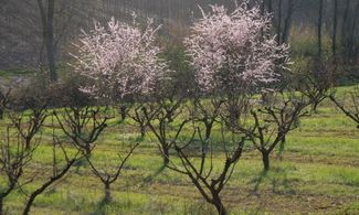 orto botanico selva di galligano marche ancona natura alberi prati