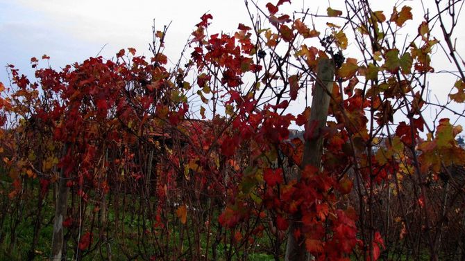 colori autunno foglie rosse a Vezza d&amp;#39;Alba