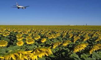 Campo di girasoli