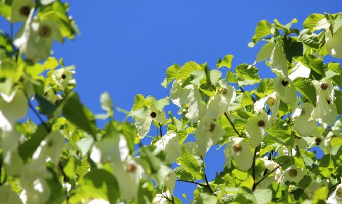 Davidiainvolucrata