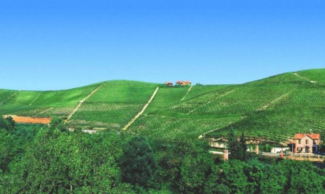 Fontanafredda, panoramica di vigneti