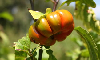 La  melanzana a pomodoro  della Basilicata 