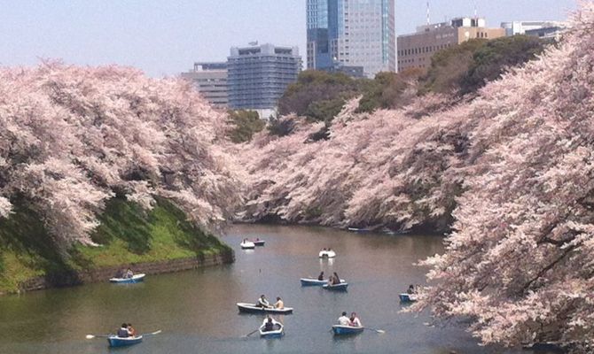 Giappone incantato con i ciliegi in fiore