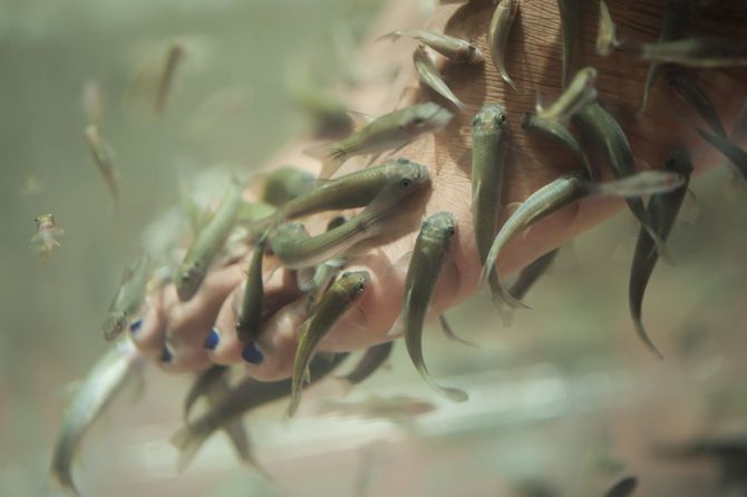 5 Fish pedicure a Singapore