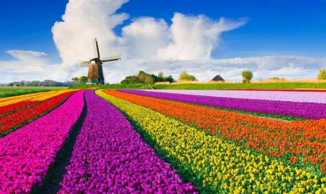 Tulipani in Olanda