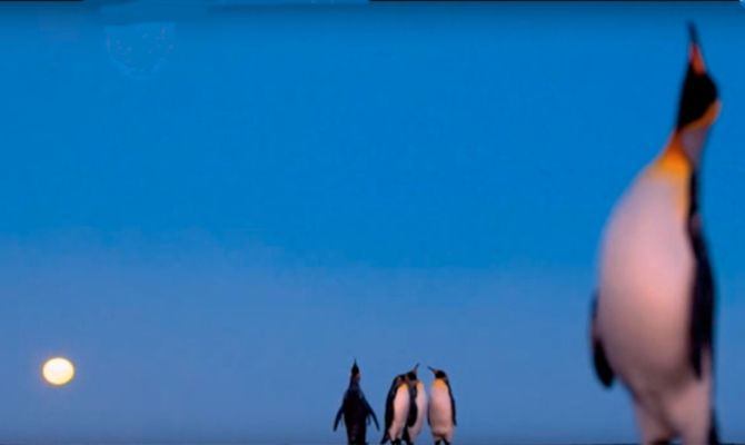 Pinguini con luna