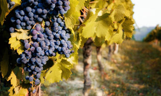 Uva nera, frutta