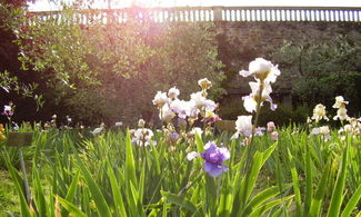 firenze giardino iris fiori natura parco primavera sole