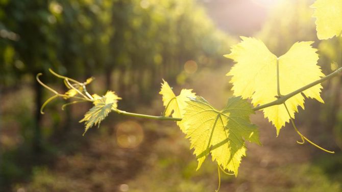 Vigne Toscana