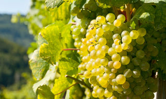 Vino cotto, antico nettare marchigiano