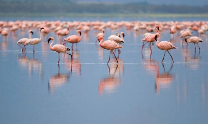 Tanzania birdwatching<br>
