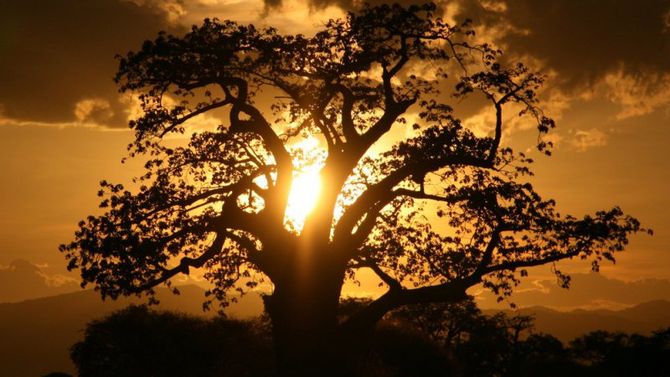 Baobab al tramonto