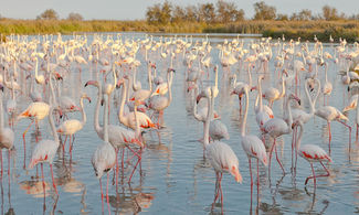 Camargue