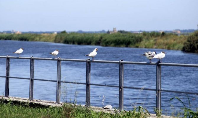 Comacchio valli