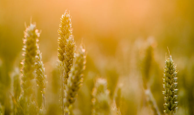 campo di cereali<br>