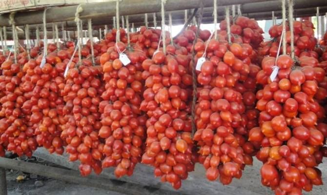 varietà di pomodoro vesuviano, campania<br>