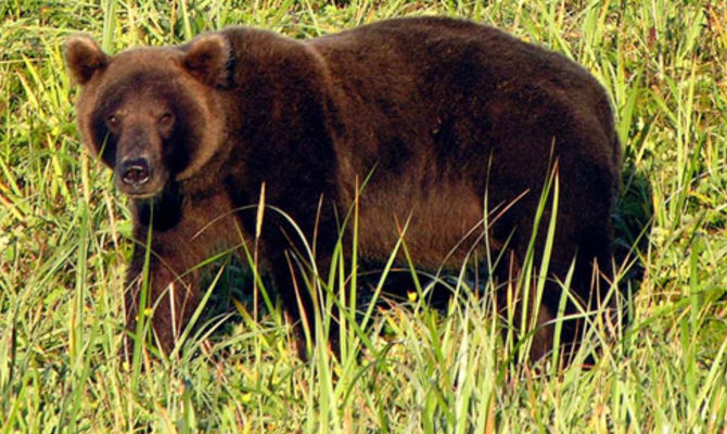 Orso bruno