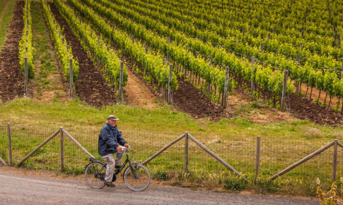 Bolgheri, vigneti