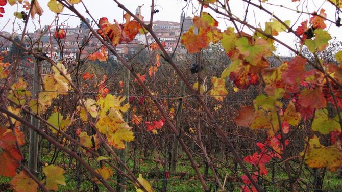 foliage langhe