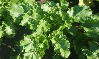 Paternopoli, il broccolo che fa primavera