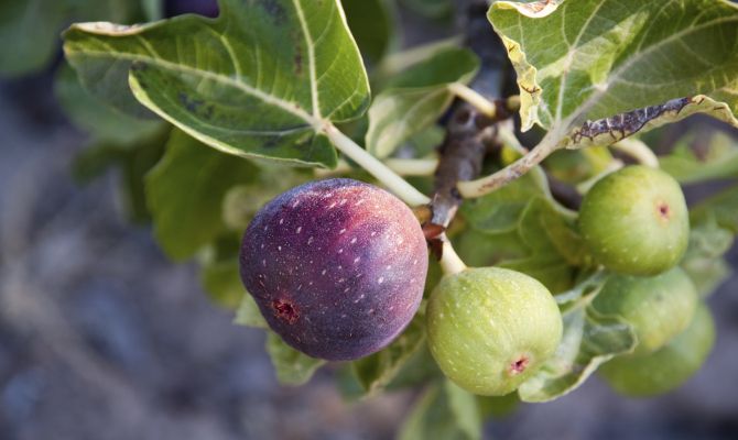 frutto di albero fico<br>