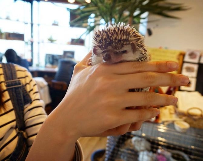 Harry Hedgehog &amp; Bunny Cafe