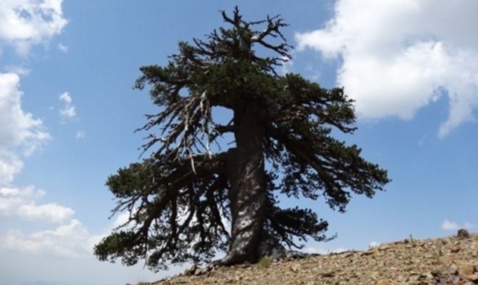 Pinus heldreichii 