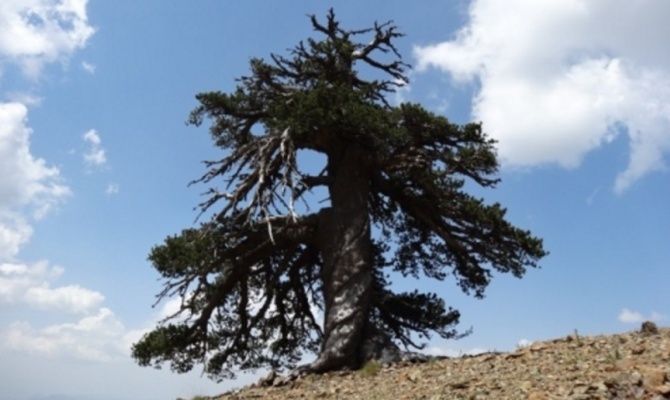 Pinus heldreichii 