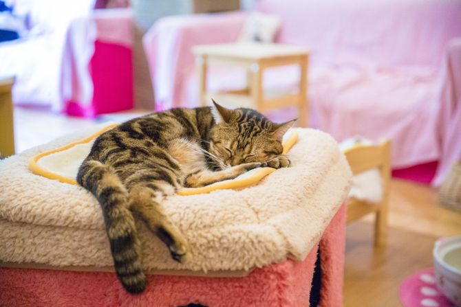 3. I rilassanti Cat Cafè del Giappone
