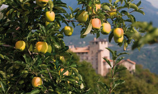 Il cuore dolce del Trentino 