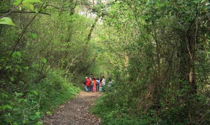 bosco della frattona alberi natura escursione