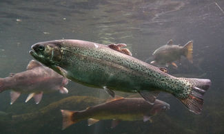 pesce d'acqua dolce, specie ittica<br>