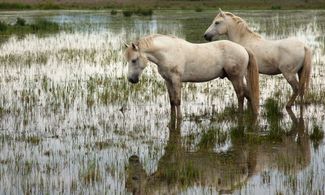 camargue