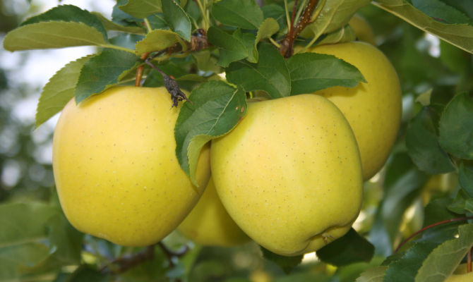 mele gialle frutta albero