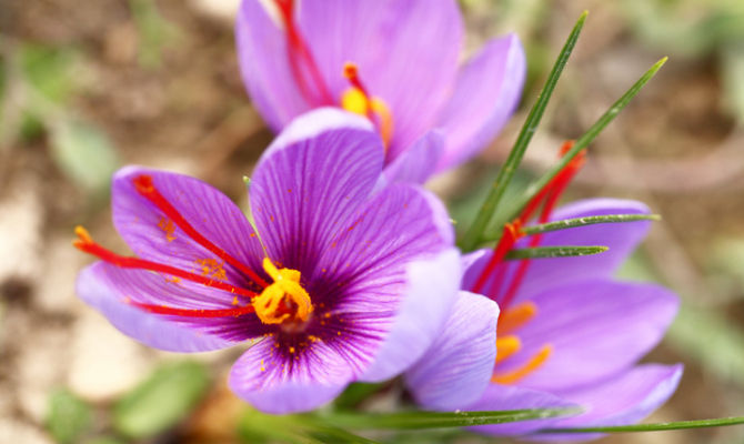 fiore di zafferano