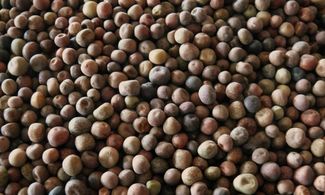 Roveja, il piccolo legume colorato dei Monti Sibillini