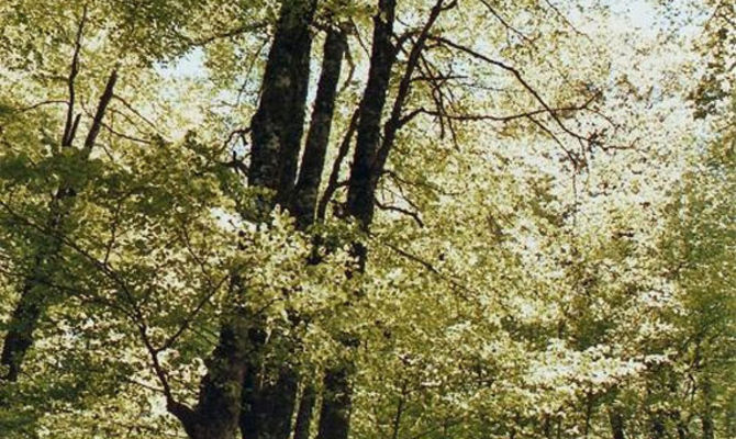 Monte Gariglione foresta di faggi