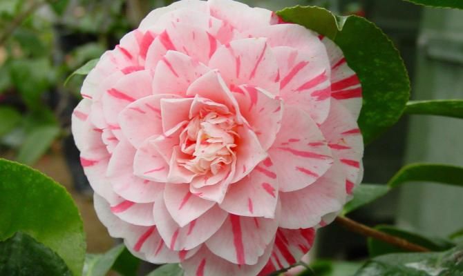 camelia locarno svizzera