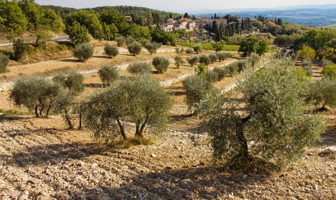 Toscana paesaggio con ulivi