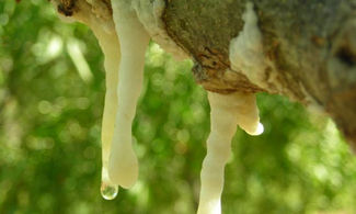 Madonie, la Manna che cade dagli alberi