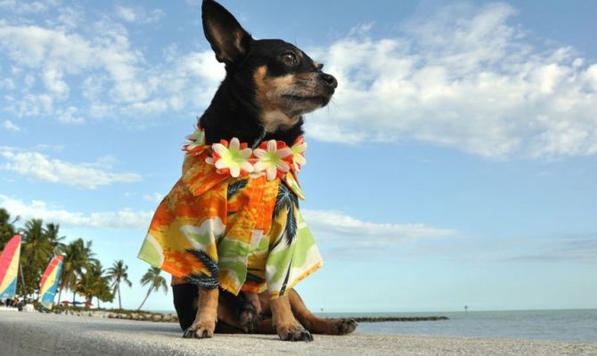 Cane Chihuahua  su spiaggia tropicale