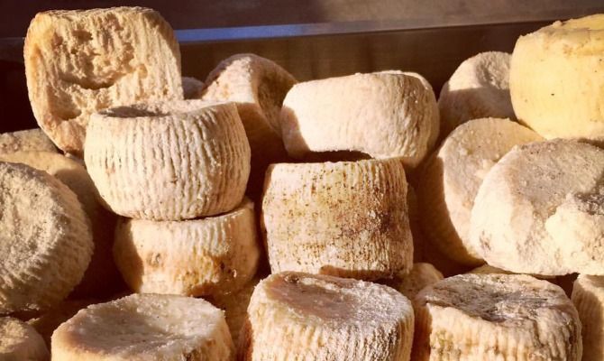 ricotta salata