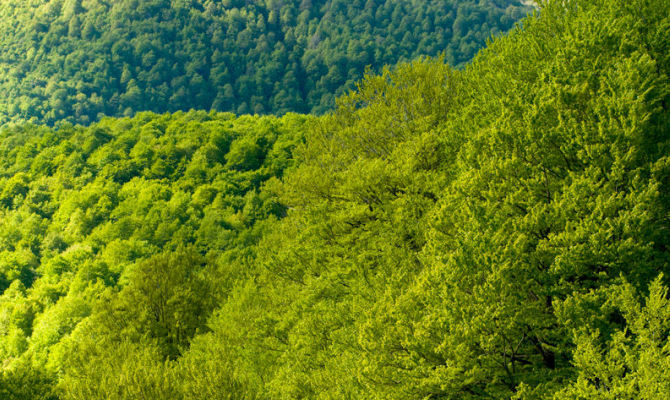 faggeta bosco foresta abruzzo parco nazionale