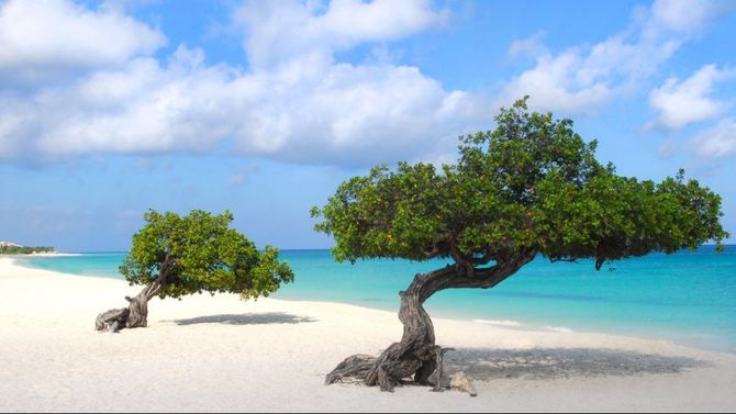 Alberi tipici di Aruba