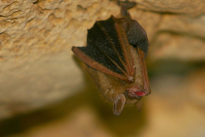 Pipistrello rosso - Cina